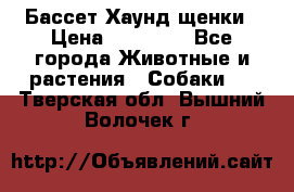 Бассет Хаунд щенки › Цена ­ 20 000 - Все города Животные и растения » Собаки   . Тверская обл.,Вышний Волочек г.
